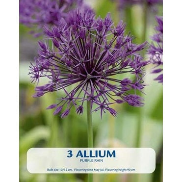 Allium Purple Rain 3-pack