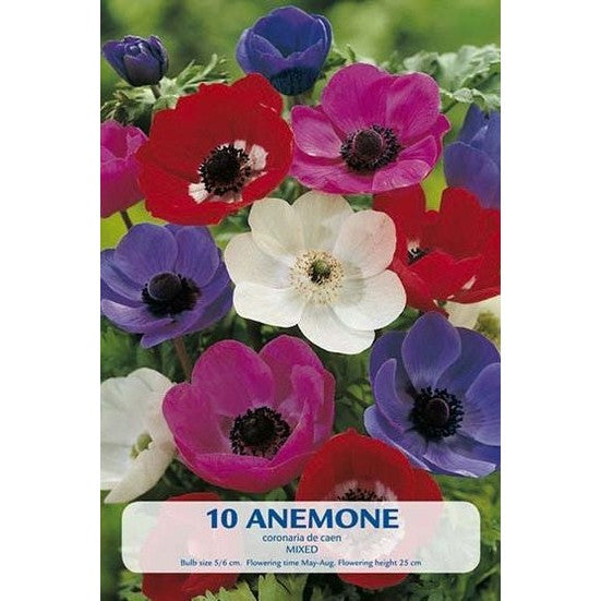 Anemon Blanda Mix 10-pack