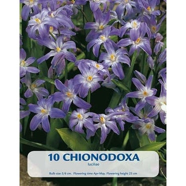 Vårstjärna Luciliae 10-pack