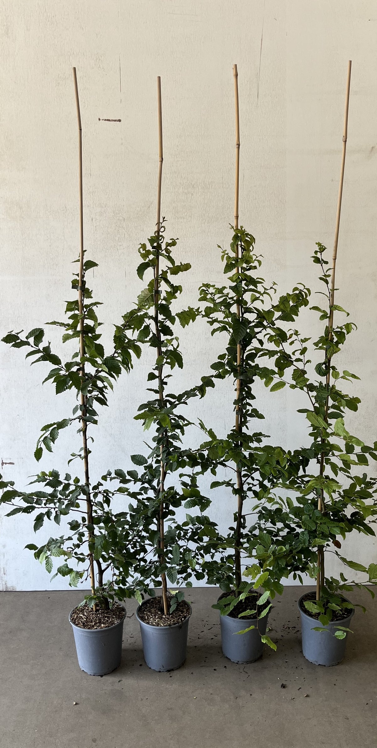Avenbok ; 125-150 cm 5 L kruka klippt