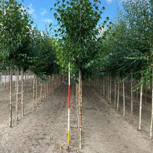 Pappersbjörk - Betula papyrifera 12-14  HS,