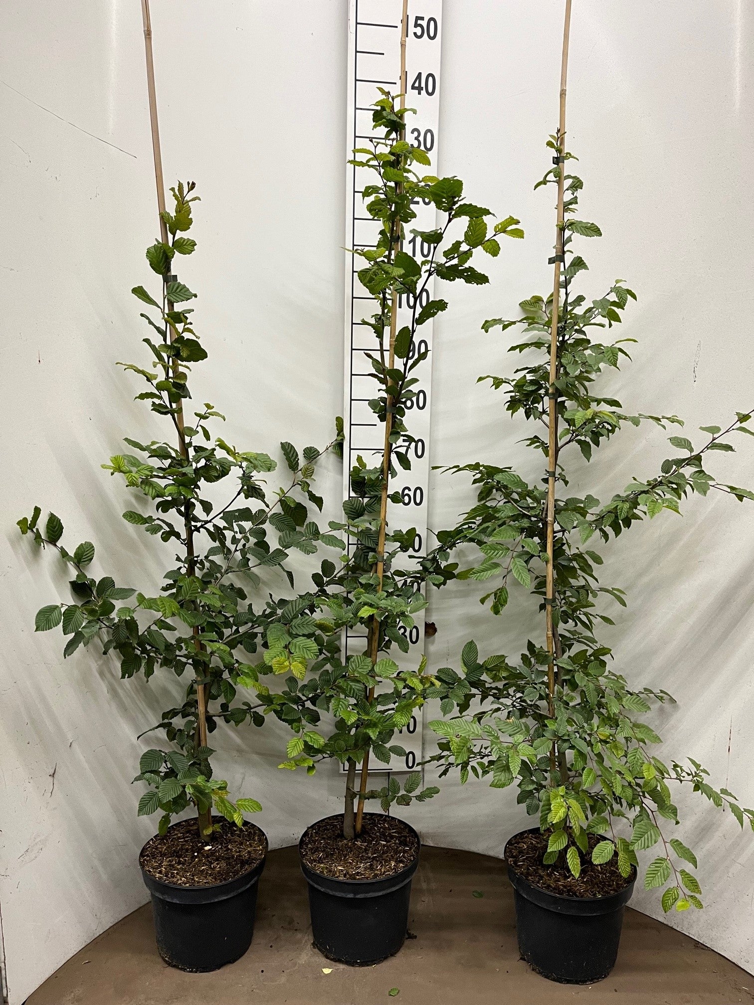Avenbok -  C5 150-175G