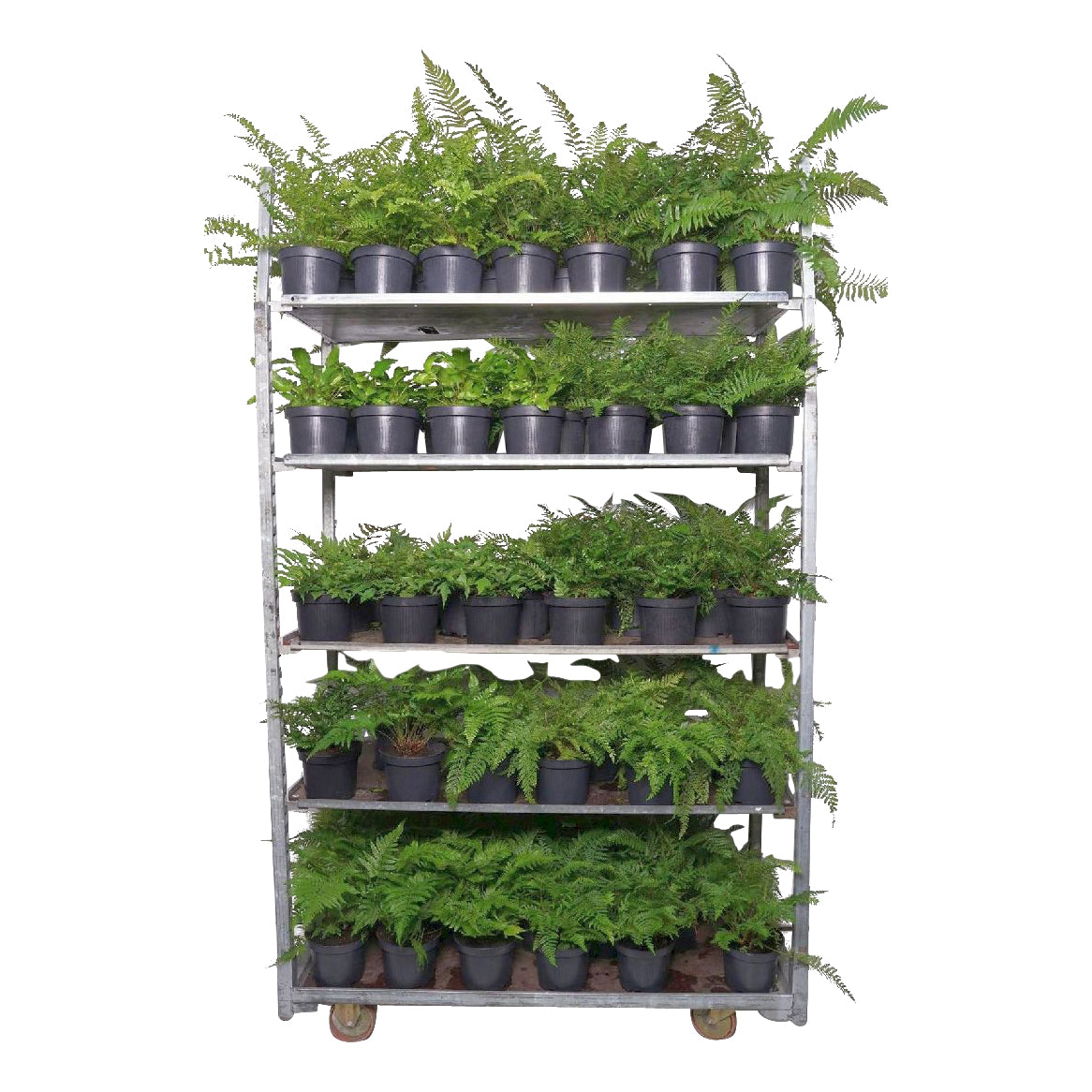Ormbunkar i sorter C2 (2 liters kruka)