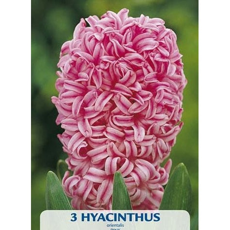 Hyacint Pink Pearl 2-pack