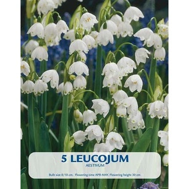 Snöklocka Aestivum 5-pack