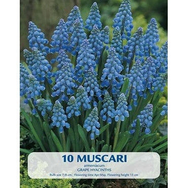 Pärlhyacint Armeniacum 10-pack