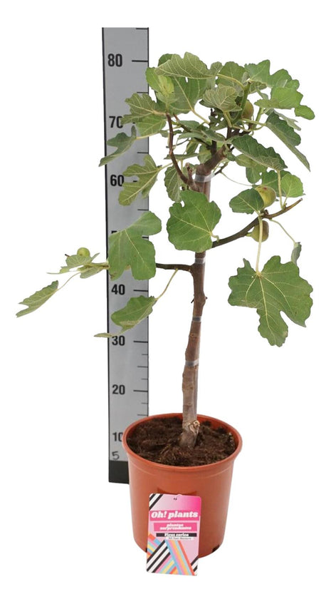 Ficus carica ‘All Year Héctor®’