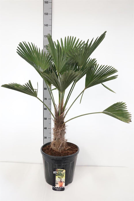 Trachycarpus wagnerianus