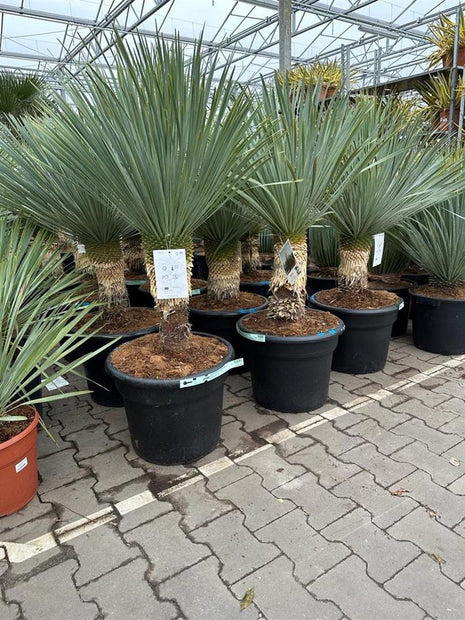 Yucca rostrata 'Blue Swan'