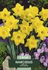 Narcissus &