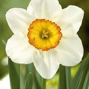 Narciss Flower Record 3-pack