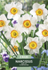 Narciss Flower Record – hel förpackningsbild med blomman, 3-pack. Från Svedberga Plantskola
