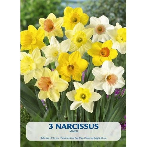 Narciss Mix 3-pack