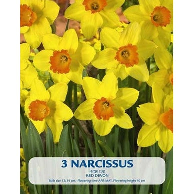 Narciss Red Devon 3-pack