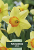 Narciss Red Devon – hel förpackningsbild med blomman, 3-pack. Från Svedberga Plantskola