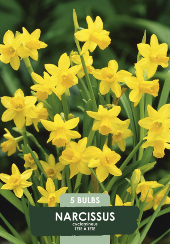 Narcissus &