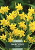 Narcissus &