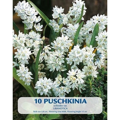 Puschkinia Libanotica 10-pack