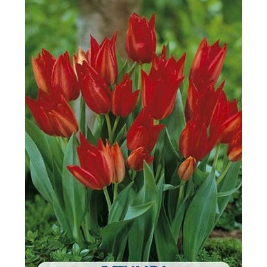 Tulpan Praestans Zwanenburg 5-pack