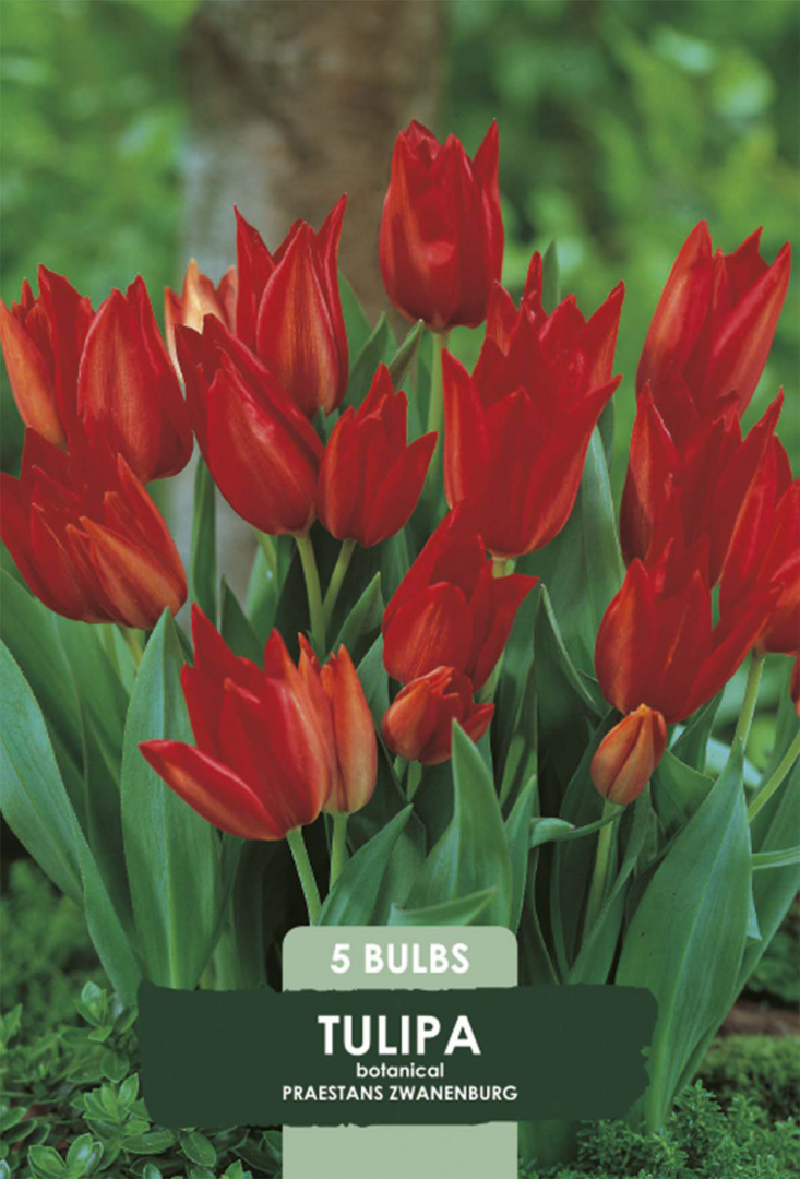 Tulpan Praestans Zwanenburg – hel förpackningsbild med blomman, 5-pack. Från Svedberga Plantskola