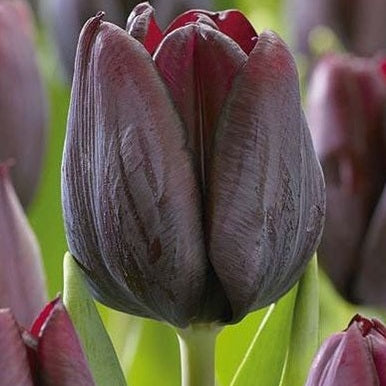 Tulpan Ronaldo  5-pack