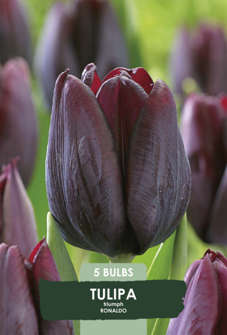 Tulpan Ronaldo – hel förpackningsbild med blomman, 5-pack. Från Svedberga Plantskola