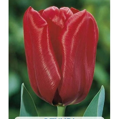 Tulpan Seadov 5-pack