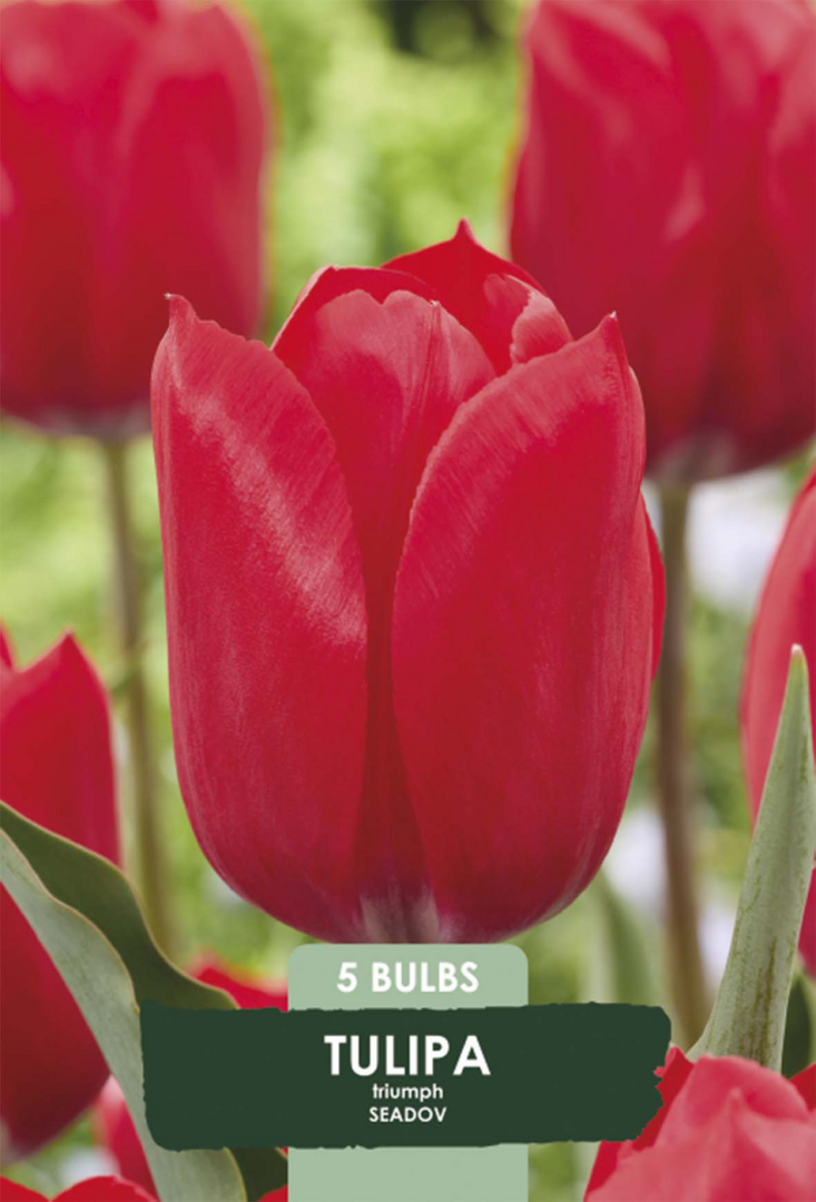 Tulpan Seadov – hel förpackningsbild med blomman, 5-pack. Från Svedberga Plantskola