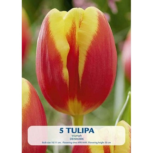 Tulpan Denmark 5-pack