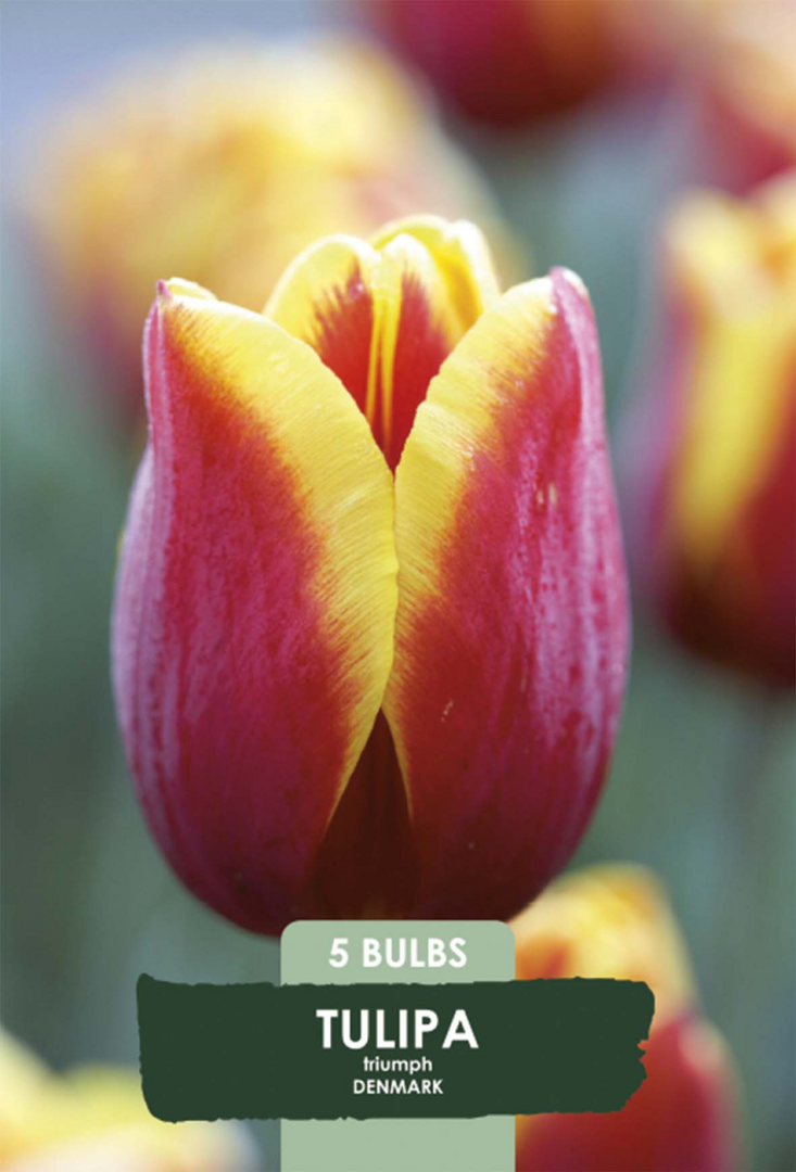 Tulpan Denmark – hel förpackningsbild med blomman, 5-pack. Från Svedberga Plantskola