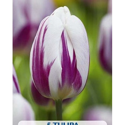 Tulpan Flaming Flag 5-pack