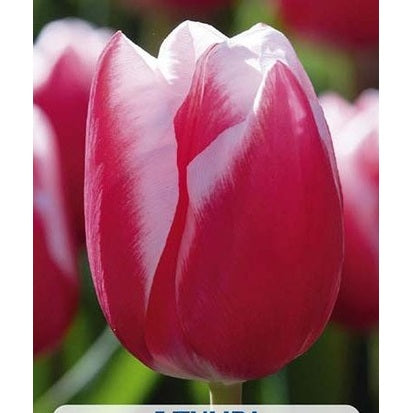 Tulpan Leen van der Mark 5-pack