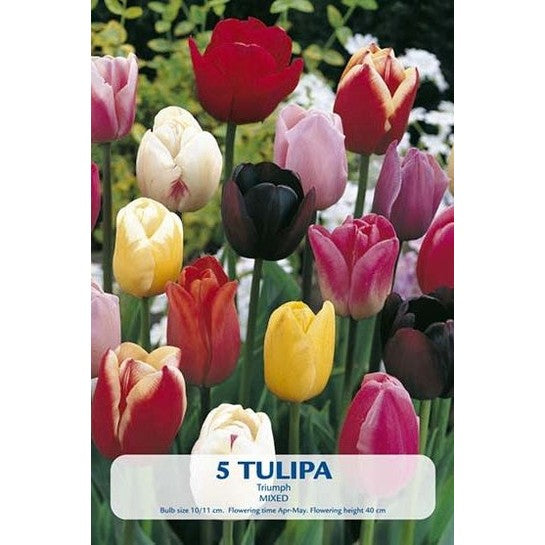 Tulpan Triumph Mix 5-pack