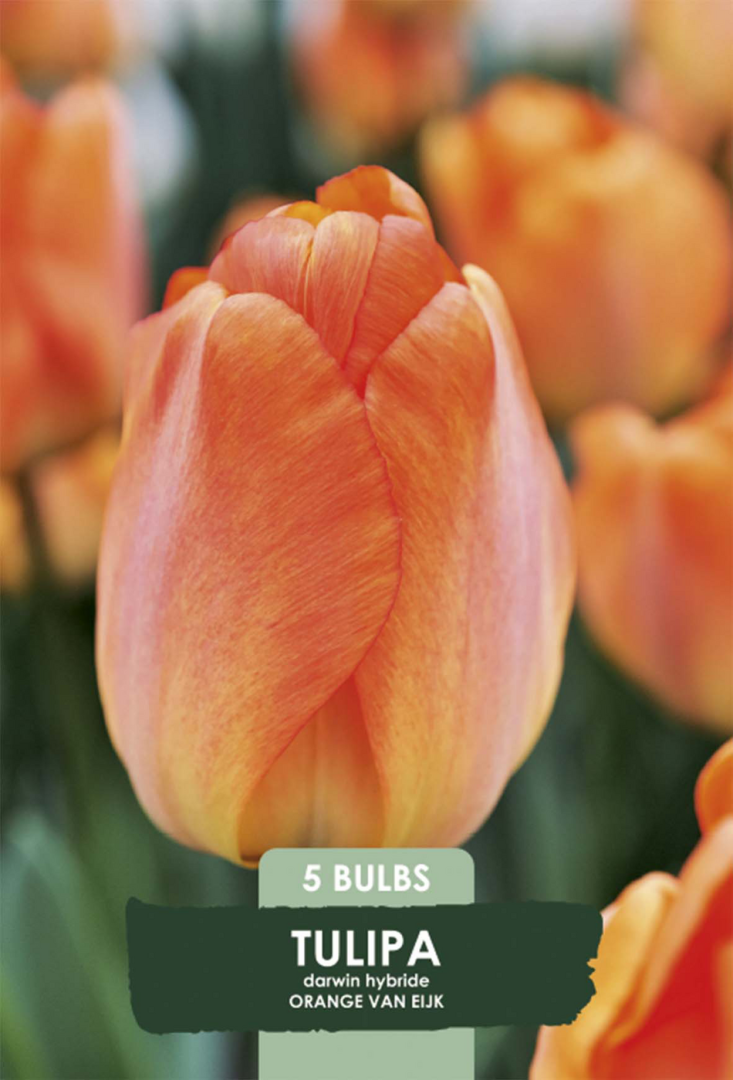 Tulpan Orange van Eijk – hel förpackningsbild med blomman, 5-pack. Från Svedberga Plantskola