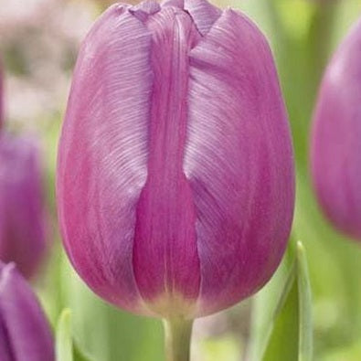 Tulpan Purple Prince 5-pack
