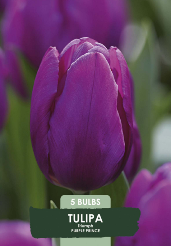 Tulipa &