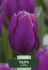 Tulipa &