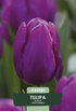 Tulpan Purple Prince – hel förpackningsbild med blomman, 5-pack. Från Svedberga Plantskola