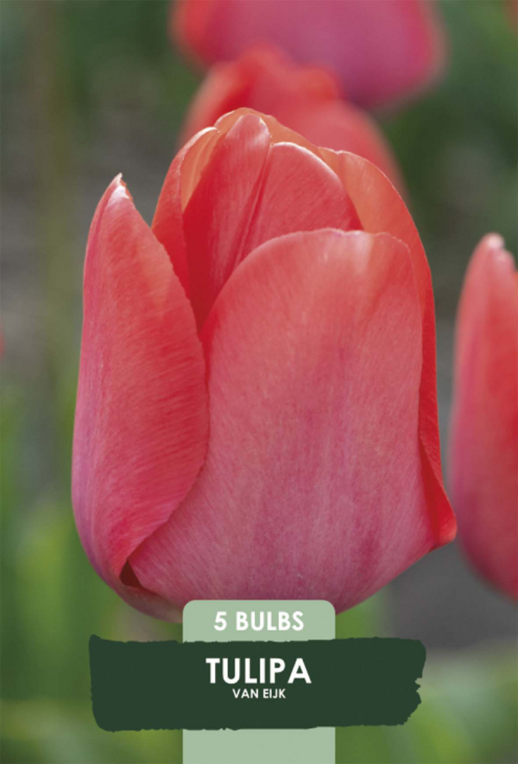 Tulpan van Eijk – hel förpackningsbild med blomman, 5-pack. Från Svedberga Plantskola