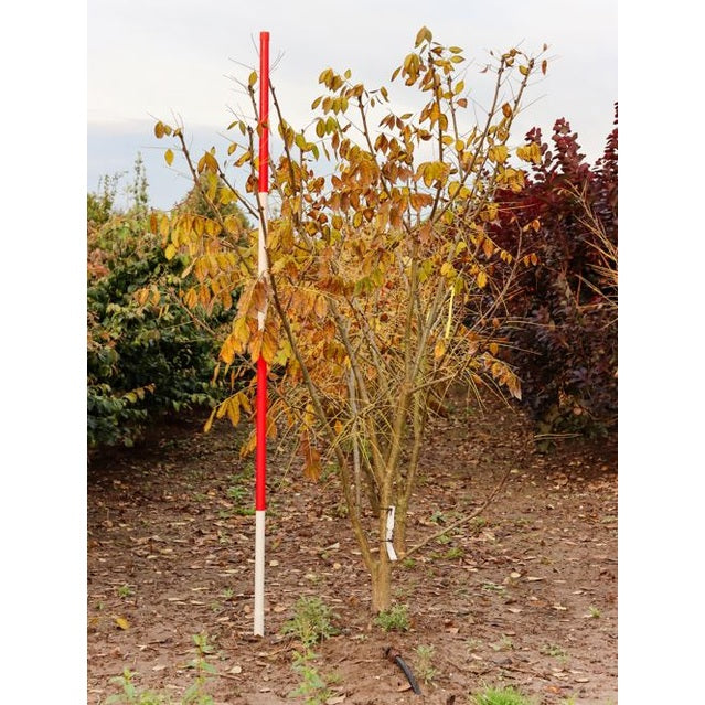 Maackia - Maackia amurensis 175-200 MS