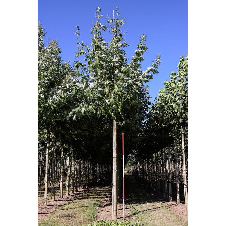 Freemanlönn - Acer freemanii AUTUMN BLAZE  - Stammens omkrets 16-18 cm, höjd 3,5-4 meter,    HS,