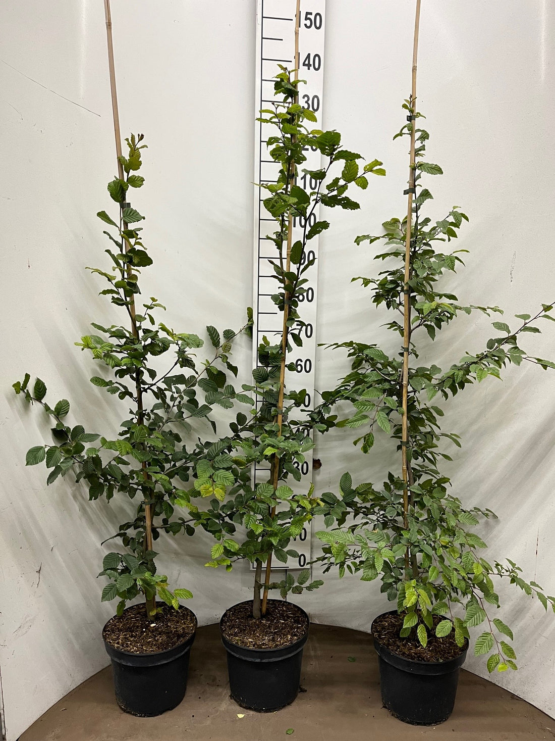 Avenbok ; 150-175 cm 5 L kruka 7,5 L kruka klippt