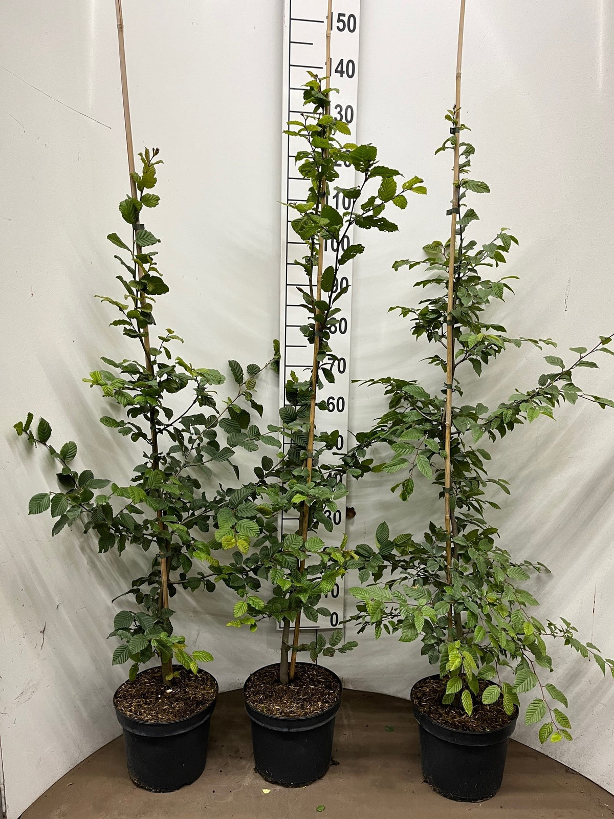 Avenbok ; 150-175 cm 5 L kruka 7,5 L kruka klippt