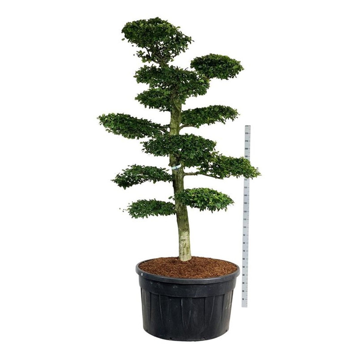Carpinus betulus Bonsai 225–250 cm