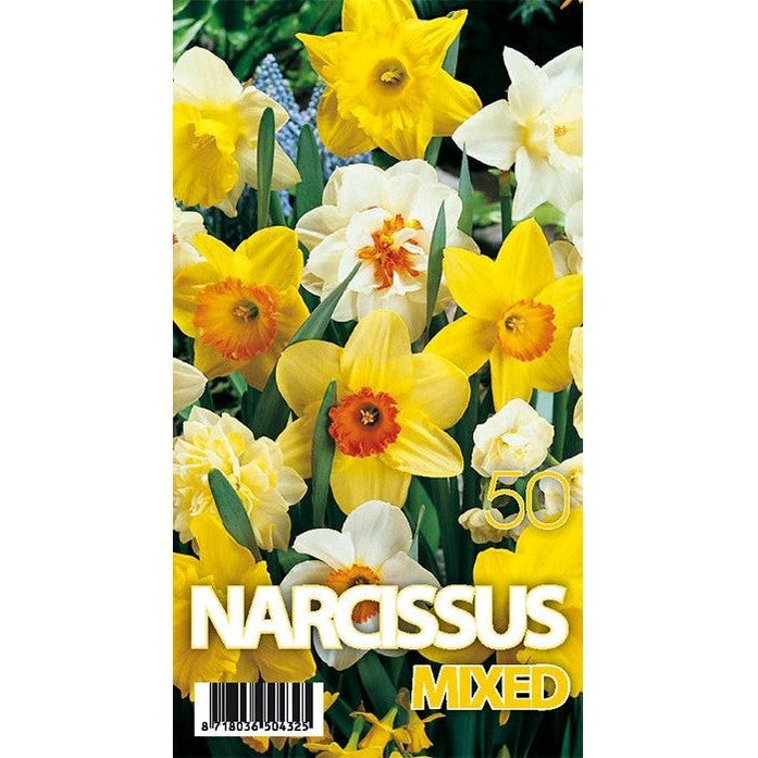 Narciss Mix 50-pack