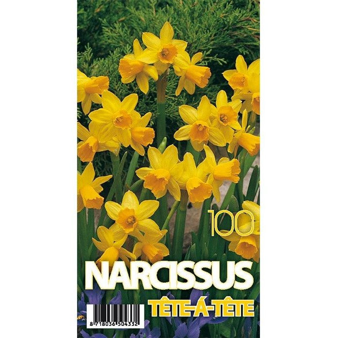 Narciss Tête-à-Tête 100-pack