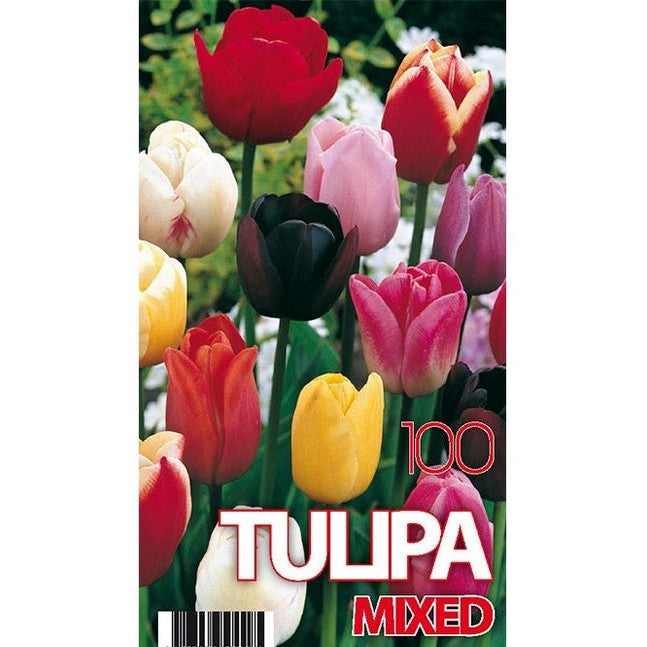 Tulpan Mix 100-pack