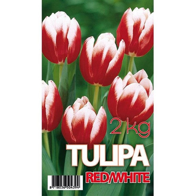 Tulpan Leen van der Mark 50-pack