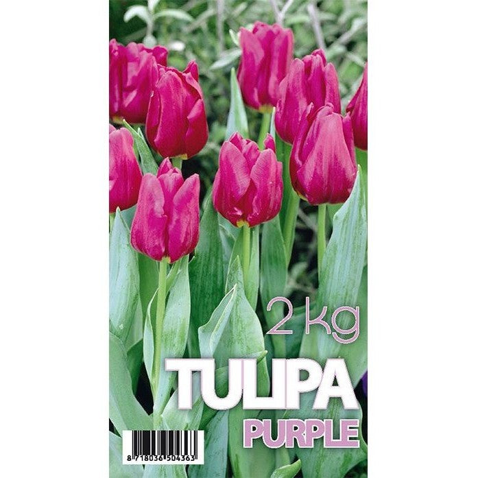 Tulpan Purple Prince 50-pack