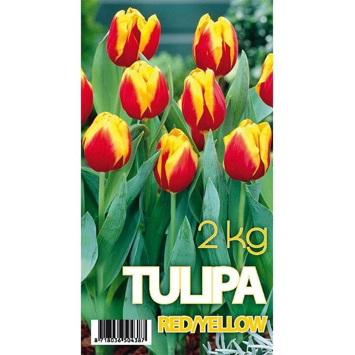 Tulpan Denmark 50-pack